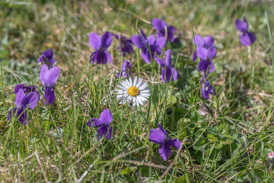 A daisy flower (Bellis perennis) and garden violets (Viola odorata) growing in a natural lawn in spring.