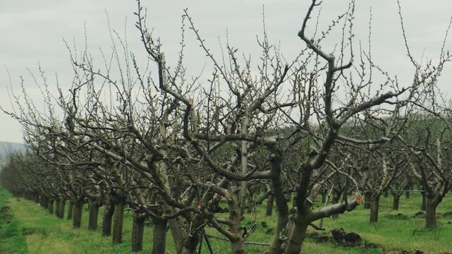 Gnarled Orchard Branches In Close View Showing Bark Texture And Pruned Cuts, Dense Twisted Limbs, Muted Winter