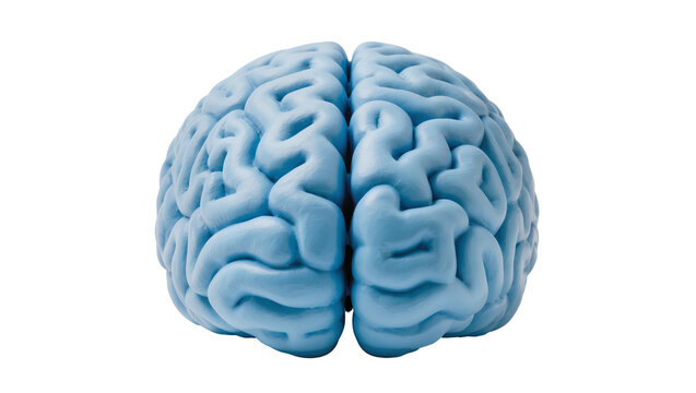 Detailed light blue human brain model, a complex anatomical representation of the mind isolated for medical and educational concepts
