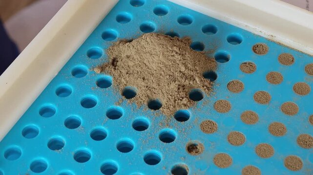 Packaging of gotu kola powder into capsules.