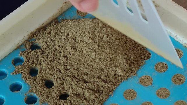 Packaging of gotu kola powder into capsules.