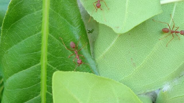 Red ants build their nests with leaves on trees.