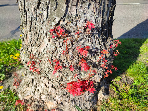Red maple sprouts emerging from rough tree bark along the road