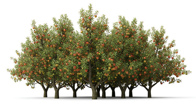 Orchard of healthy red apples growing on trees in a lush green forest