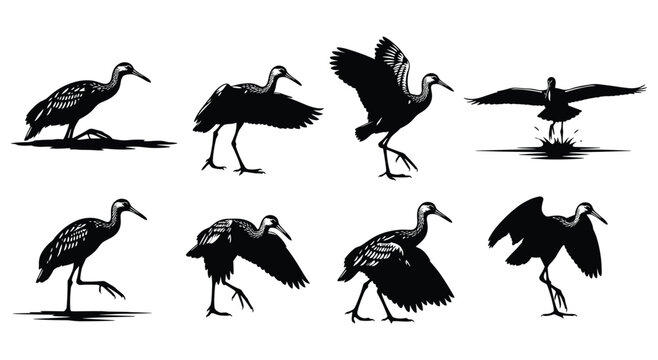 White Ibis Silhouette Set &mdash; Walking Standing and Wings Spread Ibis Black Silhouettes Vector Collection Isolated