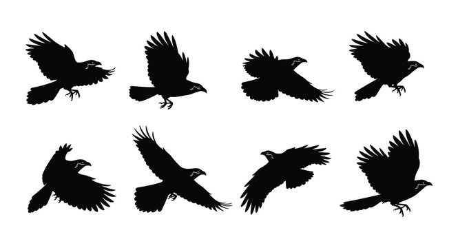 Crow Silhouette Set &mdash; Flying Crow Black Silhouettes in Various Poses Vector Collection Isolated on White Background