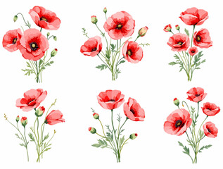 Fototapeta premium Fresh spring poppy flower bouquet bundle for creative craft projects