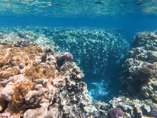 Fototapeta premium Underwater panoramic view of a vibrant coral reef in the Red Sea Egypt with tropical fish and clear blue water