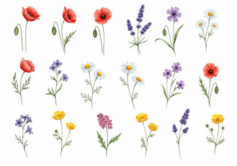 Fototapeta premium Soft blooming florals painted in a whimsical and elegant watercolor style