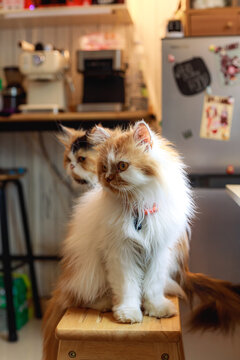 Fluffy cats sitting on a wooden stool in a cozy home