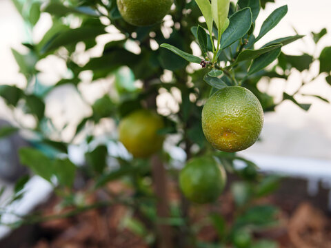 Fresh Kumquat Fruit Growing on Tree in Natural Garden