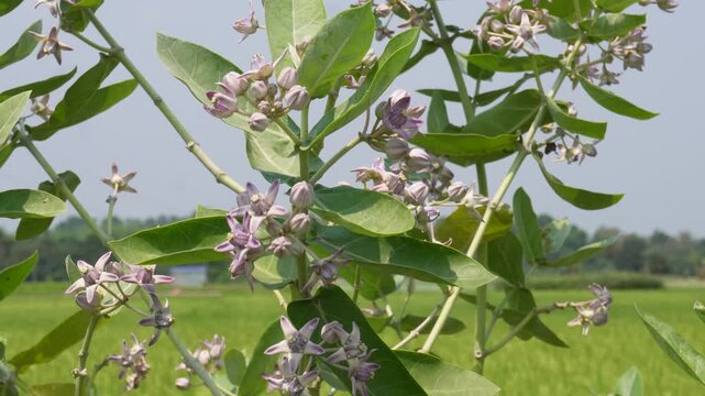 Calotropis gigantea plant known as Crown Flower or Giant Milkweed. 