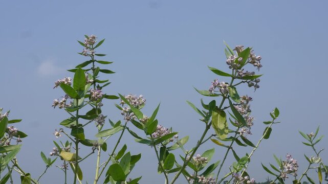 Calotropis Gigantea Crown Flower Blooming in Natural Habitat