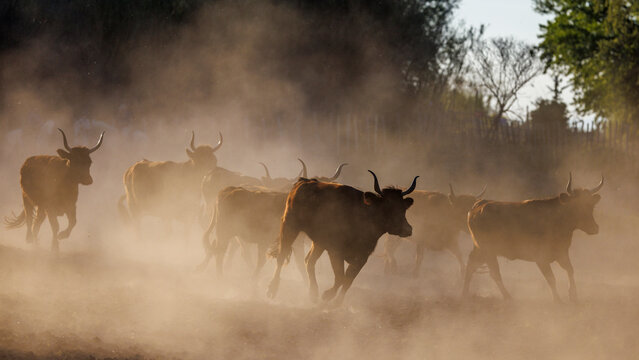 Bulls running through the dust at dusk, Camargue, France