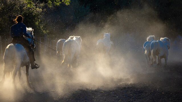 A herdsman guides a herd of Camargue horses through the dust