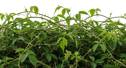 Fototapeta premium Overgrown Thorny Green Bush With Sharp Prickles And Lush Leaves In Full Bloom
