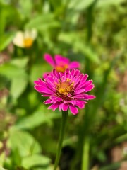Fototapeta premium bee on a flower