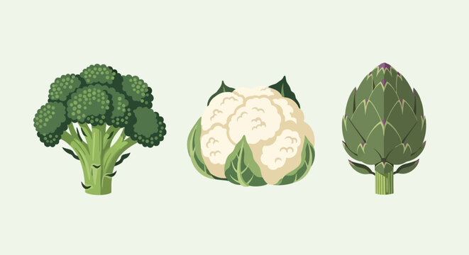 Green Cruciferous Vegetables Set: Broccoli, Cauliflower, and Artichoke Illustration