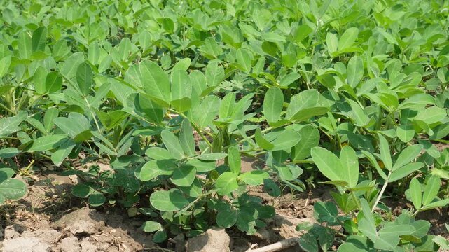 Field of peanut plants in full growth