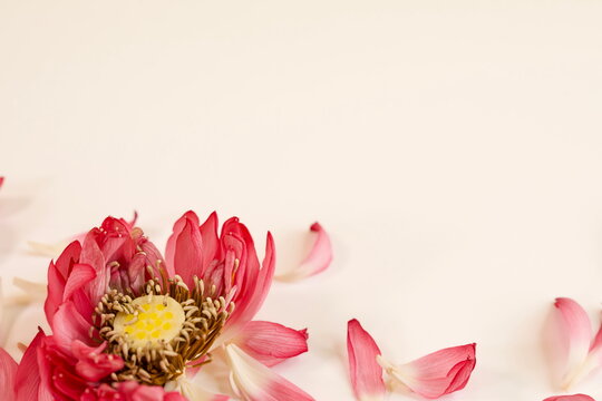 Pink lotus flower or water lily, isolated on white background, copy space.