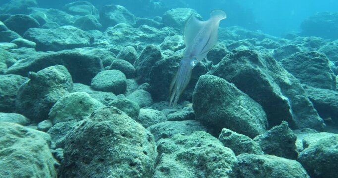 squid  underwater  calamari drifting and swimming underwater close and slow ocean scenery animal cephalopod : Decapodiformes loligo vulgaris