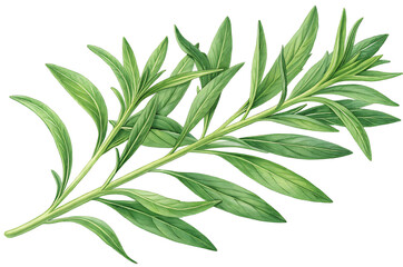 Fototapeta premium illustration of tarragon