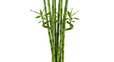 Fototapeta premium Lush Green Lucky Bamboo Plant Arrangement for Indoor Home and Office Decoration