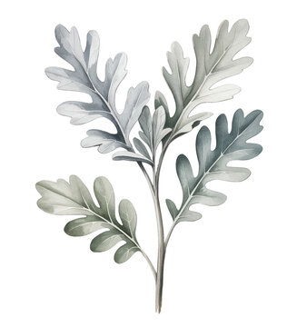 Soft silver foliage leaves with delicate texture in gentle watercolor.
