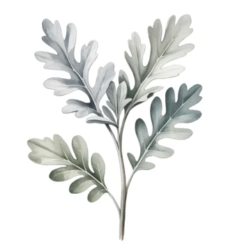Soft silver foliage leaves with delicate texture in gentle watercolor.