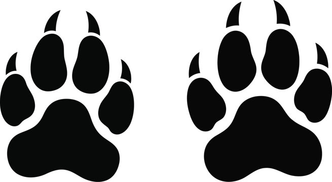 Black bear paw prints a wildlife track illustration