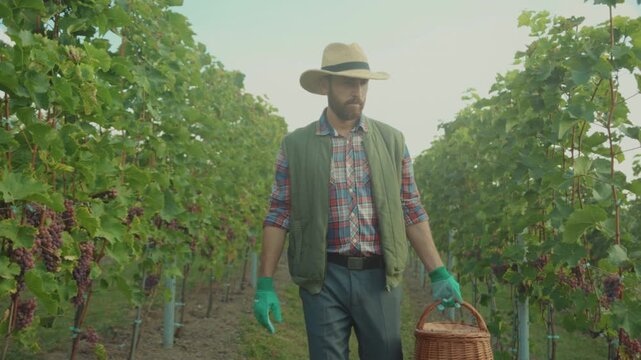 Vineyard worker in morning light, Rustic farmer with green gloves and empty basket amidst thriving vines at dawn