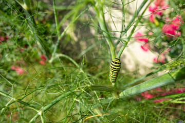 Beautiful swallowtail caterpillar on a fennel stalk © JPchret
