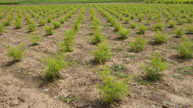 Young Golden Bottle Brush Plants Growing in Neat Field Rows
