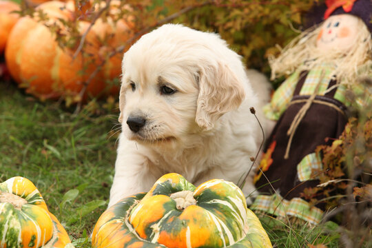 Adorable gold retriever puppy with pumpkins
