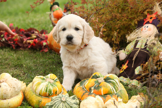 Adorable gold retriever puppy with pumpkins