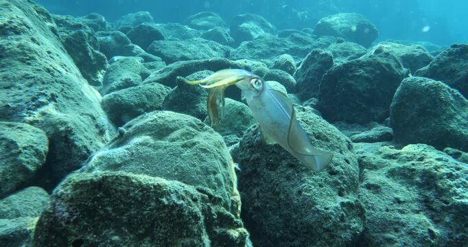 squid  underwater  calamari drifting and swimming underwater close and slow ocean scenery animal cephalopod : Decapodiformes sepioteuthis lessoniana