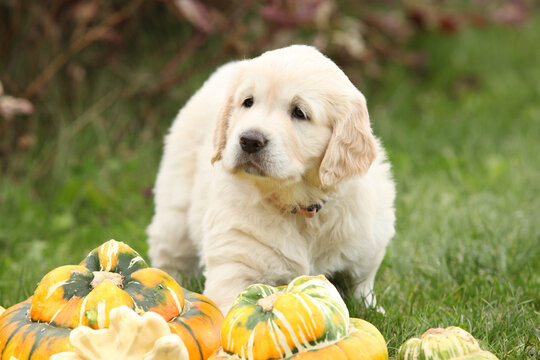 Adorable gold retriever puppy with pumpkins