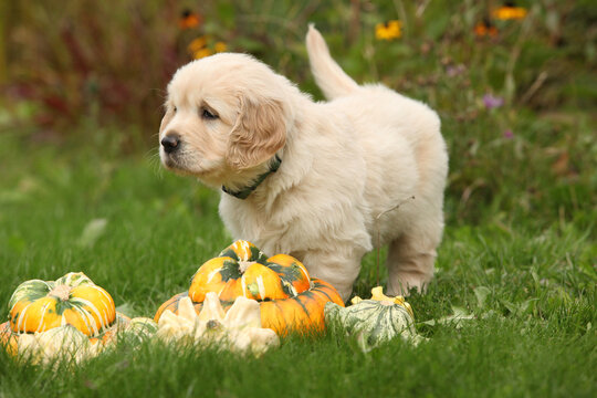 Adorable gold retriever puppy with pumpkins