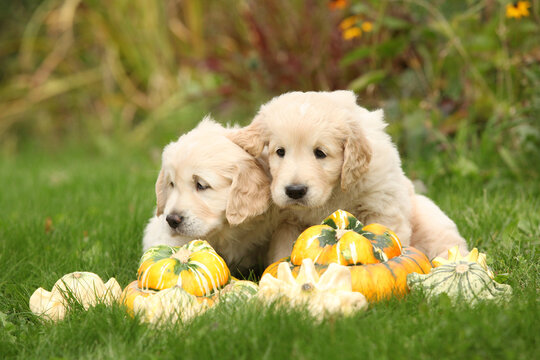 Two amazing puppies in the garden