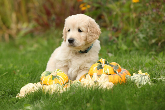 Adorable gold retriever puppy with pumpkins