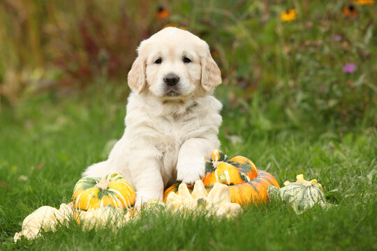 Adorable gold retriever puppy with pumpkins