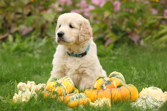 Adorable gold retriever puppy with pumpkins