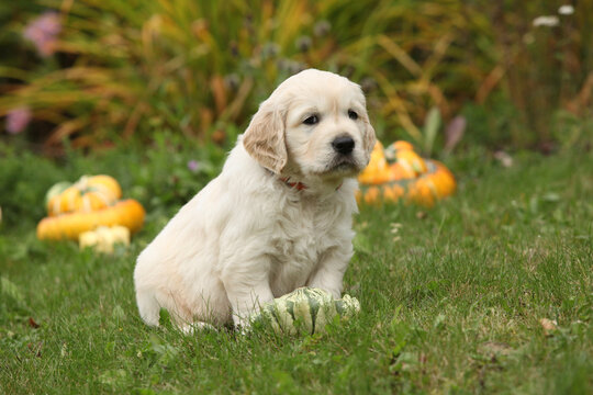 Adorable gold retriever puppy with pumpkins