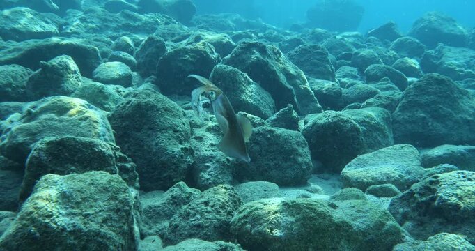 squid  underwater  calamari drifting and swimming underwater close and slow ocean scenery animal cephalopod : Decapodiformes sepioteuthis lessoniana