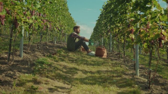 Farmer relaxing in lush vineyard setting, Caucasian gentleman taking tranquil pause amidst rows of ripening grapes