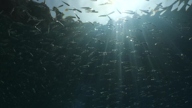 silverside fish school underwater close up fish bait slow ocean scenery  behaviour with sun beams and rays
