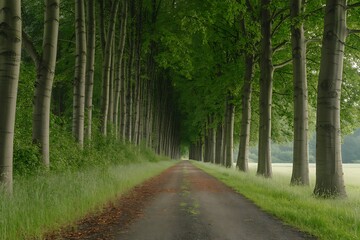 Fototapeta premium Tree lined road, rural landscape, dirt path, green trees
