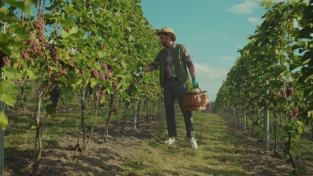 Man harvesting grapes in countryside, Peasant in rustic setting methodically picking grapes amidst lush green rows