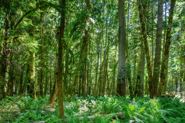 Fototapeta premium Lush moss‑covered trees and vibrant ferns thriving in the ancient Hoh Rainforest of the Olympic National Park - double exposure