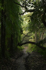 Obraz premium path in the forest